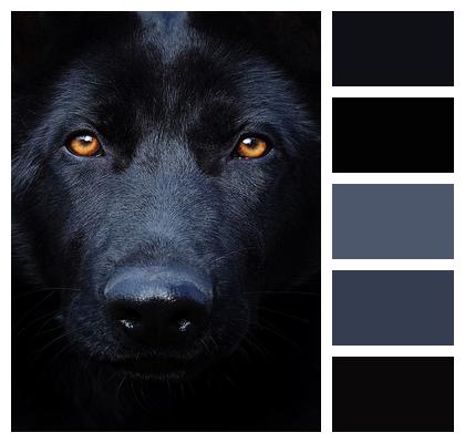 Dog Black German Shepherd Eyes Image